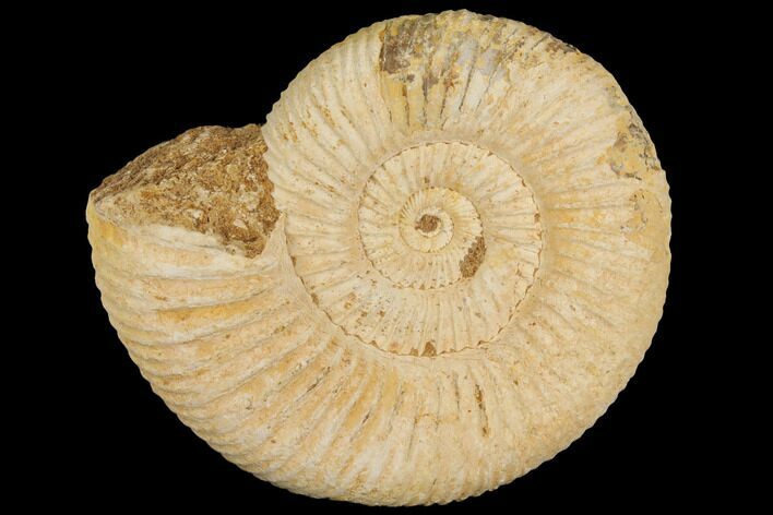 Perisphinctes Ammonite - Jurassic #100232